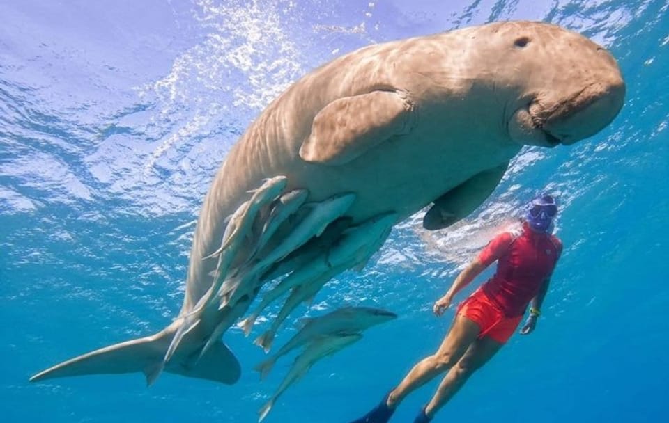 Snorkeling Adventure at Marsa Mubarak in Marsa Alam