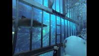 Shark Walker 2