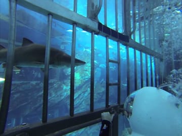 Shark Walking Experience in Dubai's Underwater World
