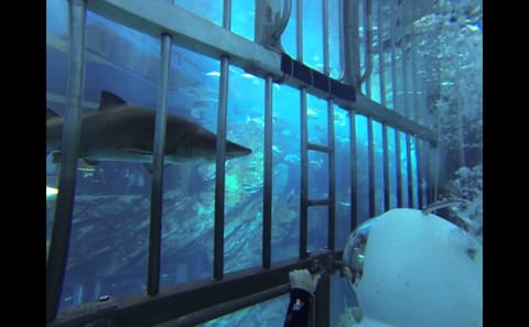 Shark Walking Experience in Dubai's Underwater World