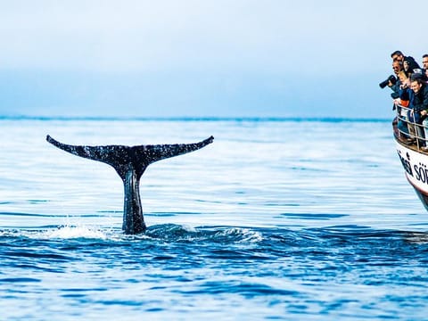 Close to a whale