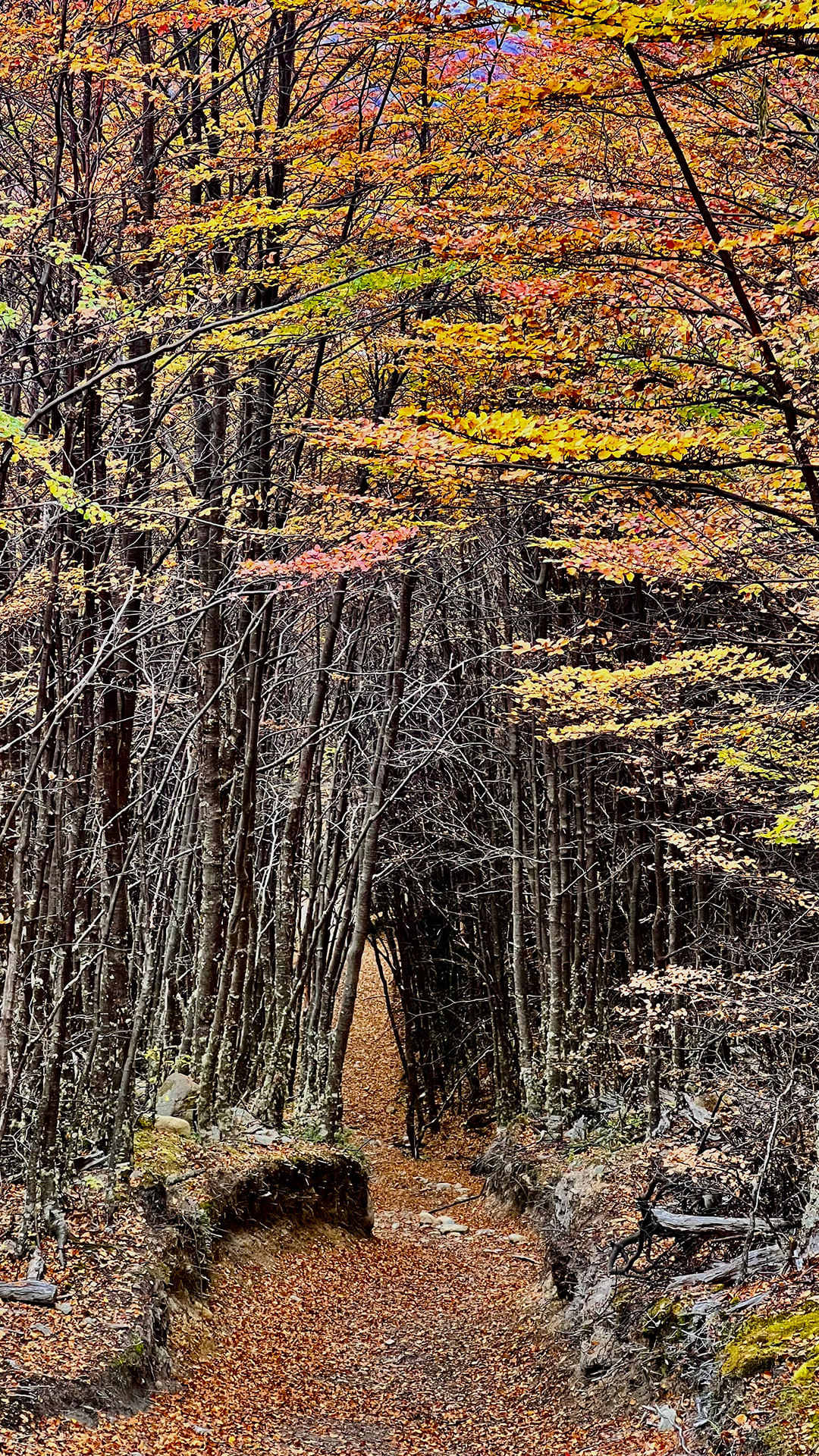 El otoño asombra en el Cruce Binacional Paso Dos Lagunas, entre Argentina y Chile - Patagonia