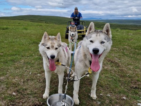 Siberian Husky dry land Dog sledding, photo 3
