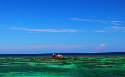 Snorkeling Tour of Mangroves and Shipwrecks in Roatan