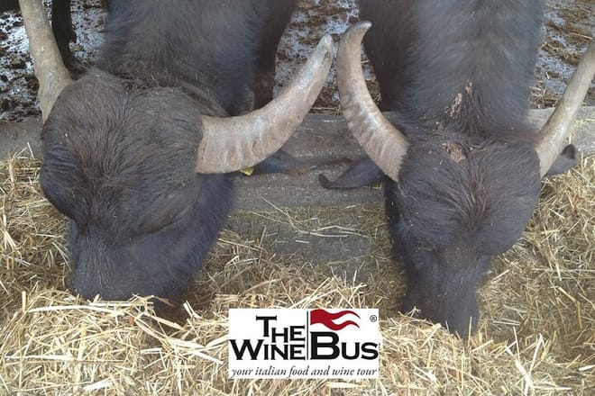 Paestum Greek Temples Private Tour from NAPLES with lunch