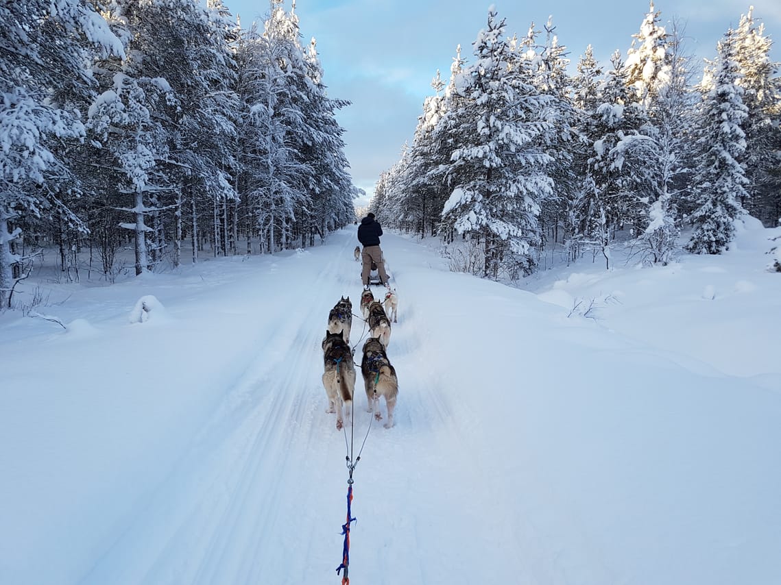 2 Hour Husky experience - 10km Husky Safari & Farm Visit 10