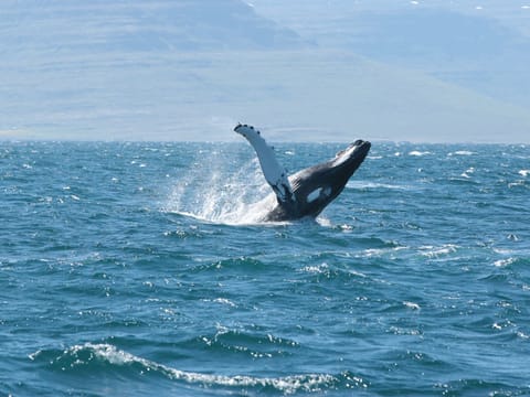 Whale Watching in Ísafjarðardjúp 