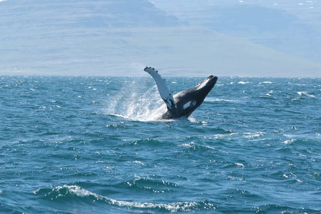 Whale Watching in Ísafjarðardjúp Iceland