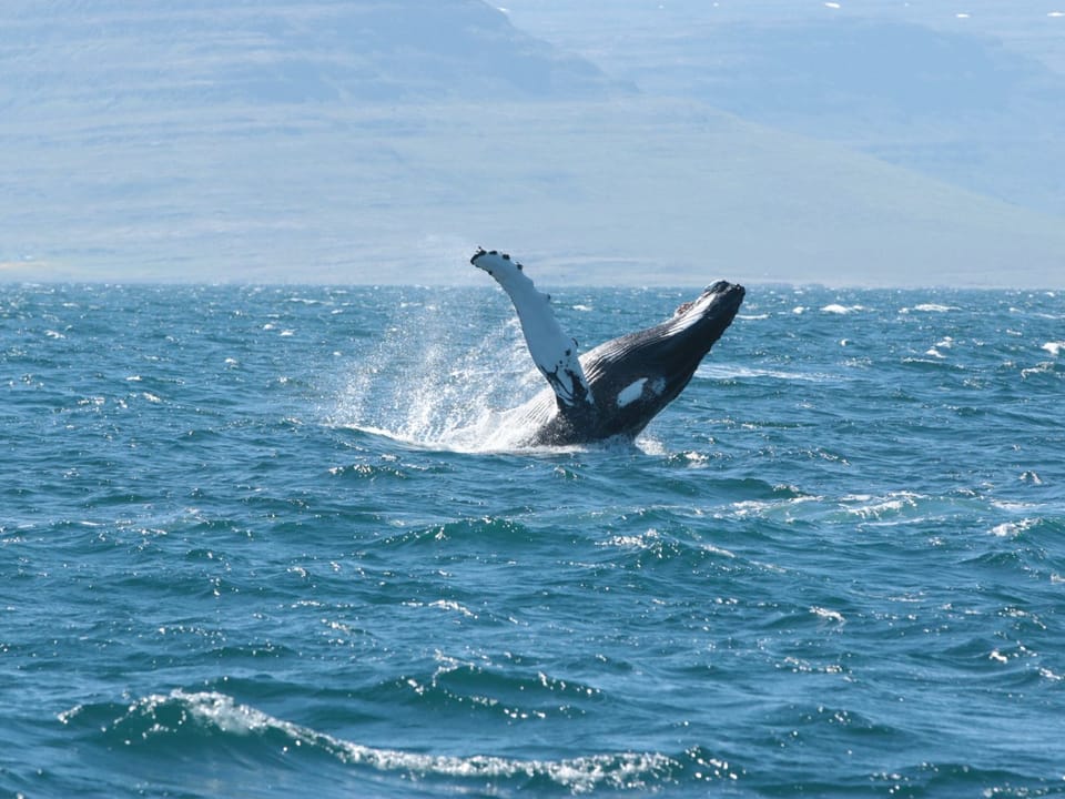 Whale Watching in Ísafjarðardjúp — Borea Adventures