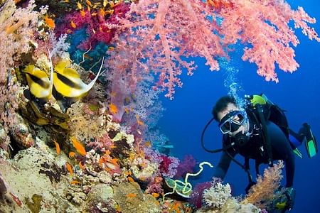 Discover Scuba Diving and Snorkeling Adventure in Stunning Seas