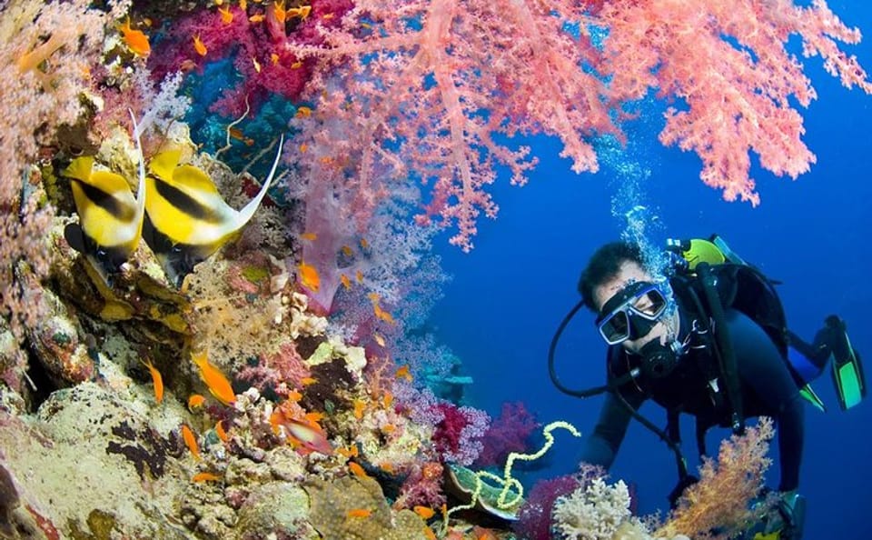 Diving and Snorkeling Day Trip in Egypt's Underwater Paradise