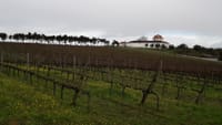 Carcavelos Vineyards