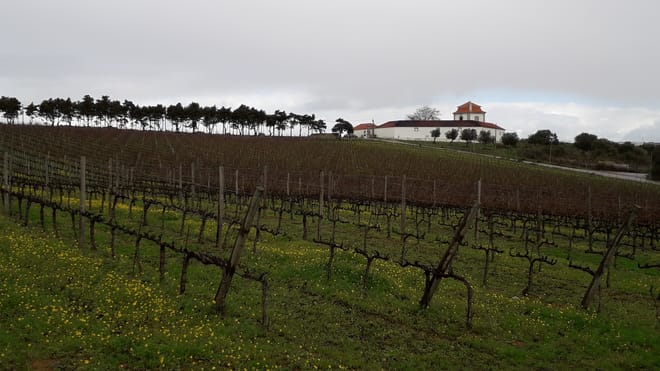 Carcavelos Vineyards
