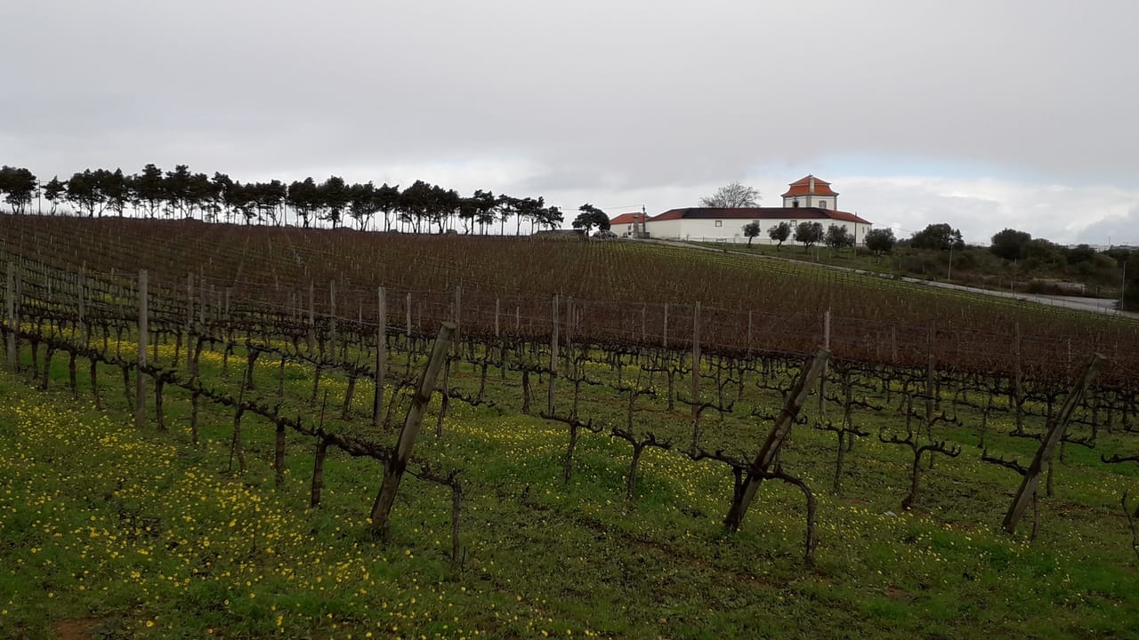 Carcavelos Vineyards