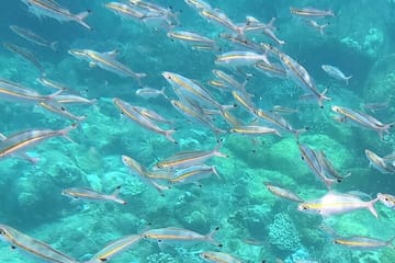 3 Hour Guided Scuba Diving in Trincomalee