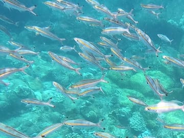 Guided Scuba Diving Tour in Trincomalee, Sri Lanka