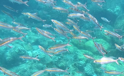 Guided Scuba Diving Tour in Trincomalee, Sri Lanka