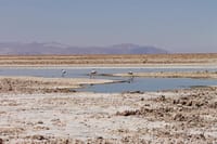 San Pedro de Atacama, Laguna de Chaxa and Toconao - Half day 6