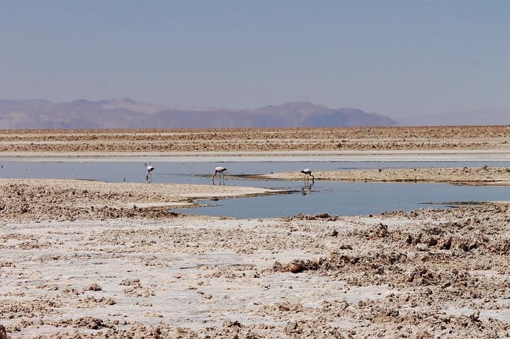 San Pedro de Atacama, Laguna de Chaxa and Toconao - Half day 6