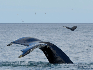 Húsavík: Small-Family Run, Responsible Whale Watching, photo 35