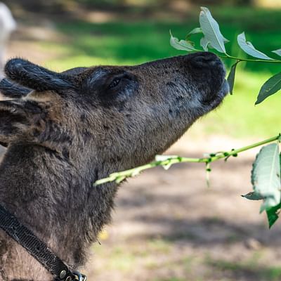 Santa Claus Summer Magic in Rovaniemi – A Fun and Unforgettable Encounter with Reindeer in Summer and Autumn