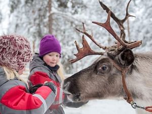 Reindeer farm and super reindeer safari 1h, Rovaniemi