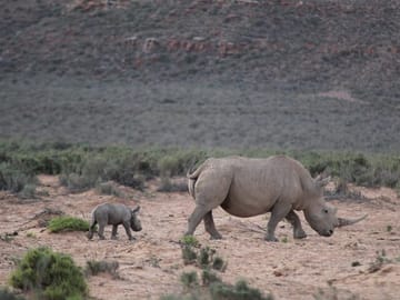 Big 5 Safari and Wine Tasting Tour in Cape Town