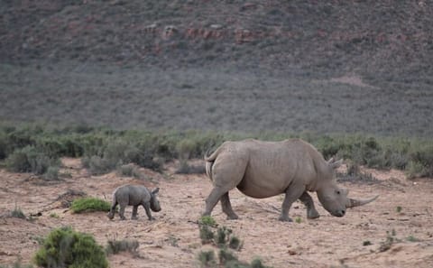 Big 5 Safari and Wine Tasting Tour in Cape Town