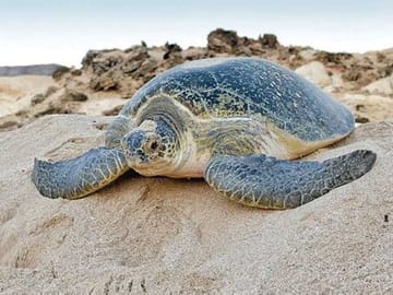 2-Day Adventure Tour in Ras Al Hadd, Oman
