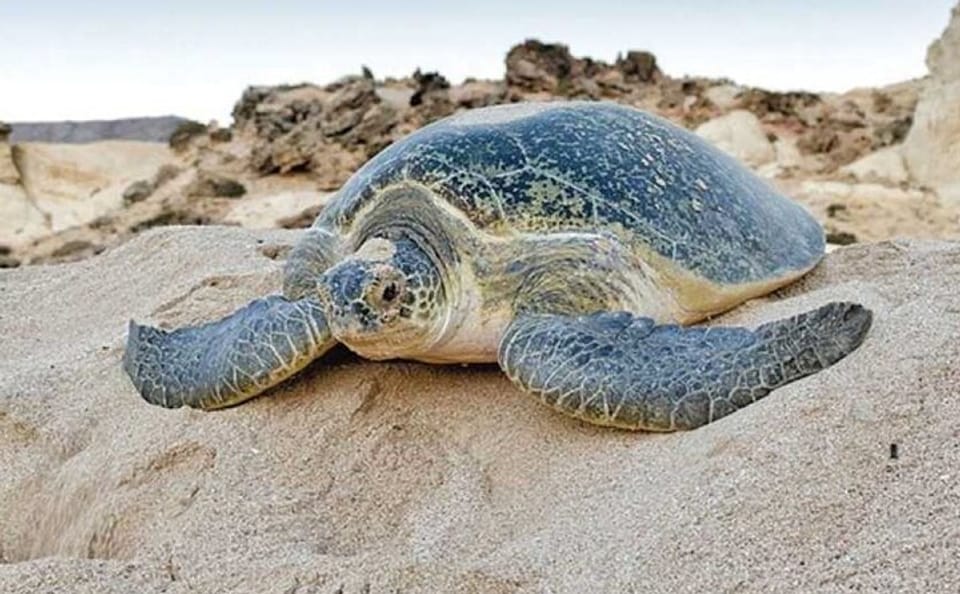 2-Day Adventure Tour in Ras Al Hadd, Oman