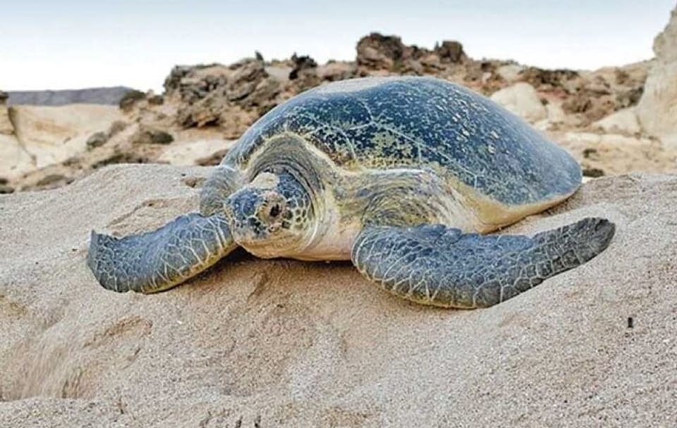 2-Day Adventure Tour in Ras Al Hadd, Oman