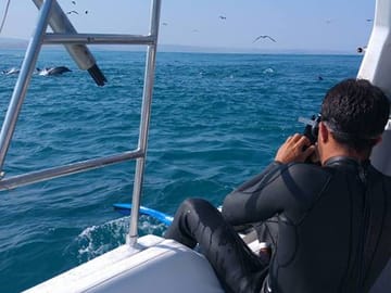 Swim with Whale Sharks in Máncora, Peru - 3.5-Hour Tour