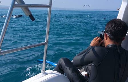 Swim with Whale Sharks in Máncora, Peru - 3.5-Hour Tour