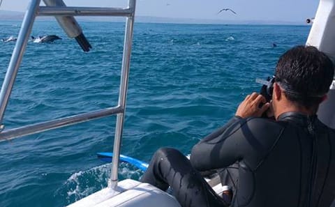Swim with Whale Sharks in Máncora, Peru - 3.5-Hour Tour