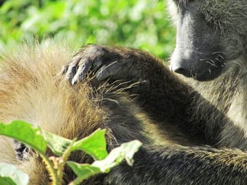 Expedition Happy Hour Day Trip – Birds & Animal Safari, Lake Nakuru, Naivasha & Crescent Nature Walk