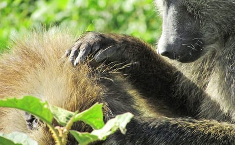 Lake Nakuru Day Trip Safari – & Optional Lake Naivasha Boat