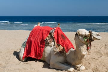 Tangier Camel Ride Tour with Pick-up and Drop-off