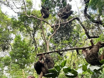 Roatan Eco Dune Buggy Sloths Safari Beach Adventure