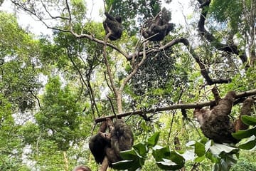 ATV Adventure and Wildlife Encounter in Roatán, Honduras