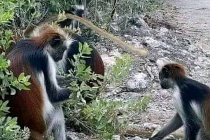 Zanzibar Jet Car Adventure with Drone in Kendwa and Nungwi Beach
