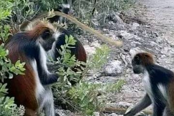 Zanzibar Jozani Forest Reserve Guided Half-Day Tour