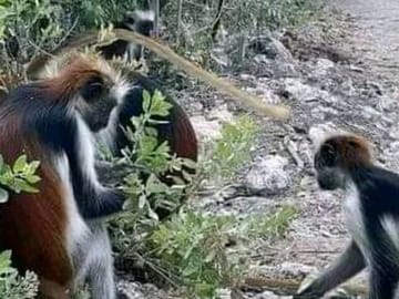 Guided Nature Walk in Zanzibar's Jozani Forest Reserve