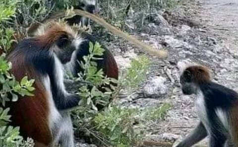 Guided Nature Walk in Zanzibar's Jozani Forest Reserve