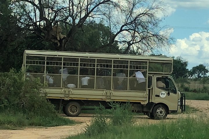 Lion and safari park open trucks