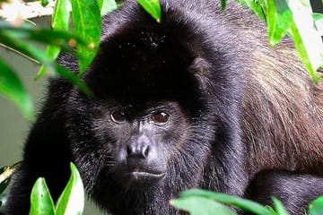 Birdwatching Tour in Curicancha Cloud Forest, Costa Rica