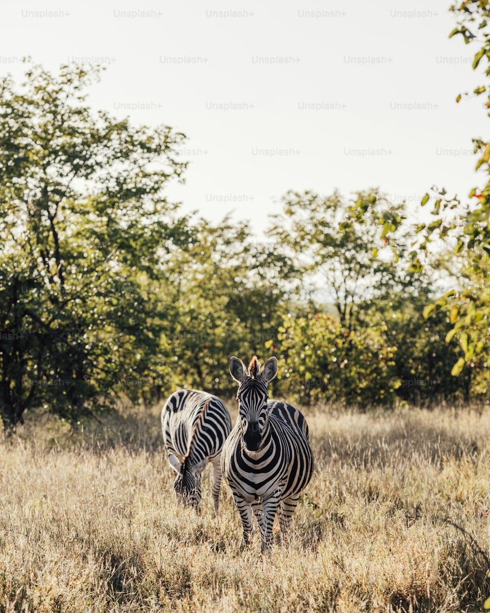3-Day Amboseli and Tsavo West from Nairobi