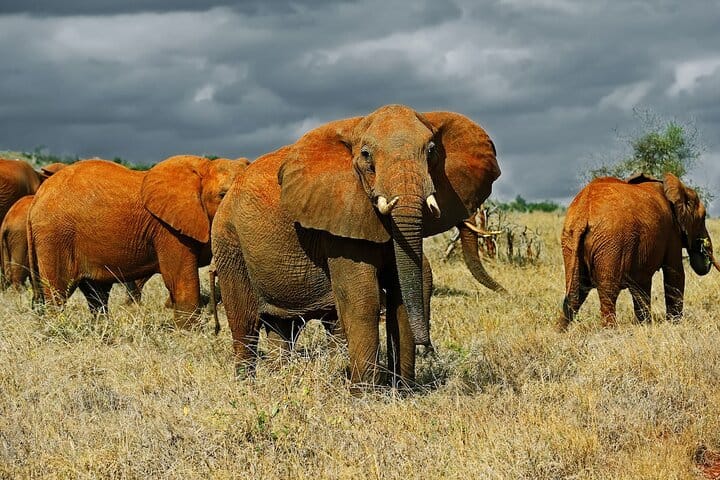 Behold the colossal presence of these mighty elephants