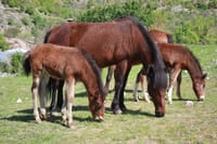 Disappearing Bulgarian Breeds of Pets and Tasting Organic Products in North Pirin
