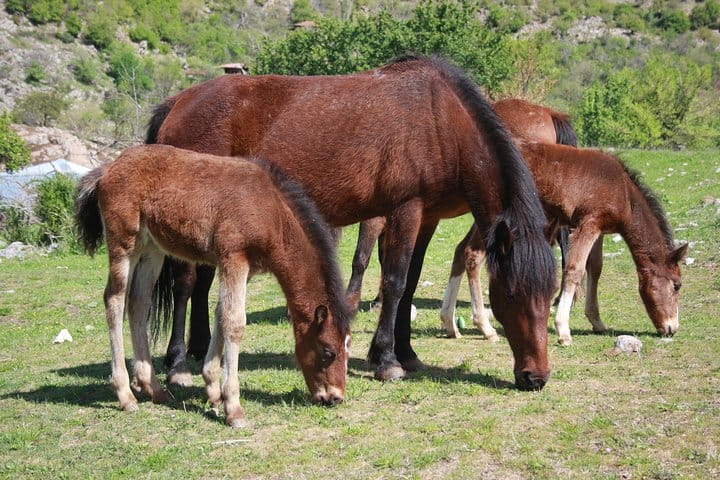 Disappearing Bulgarian Breeds of Pets and Tasting Organic Products in North Pirin