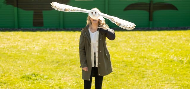 From Dublin: Bird of Prey to the Cliffs of Moher & Aillwee Cave 